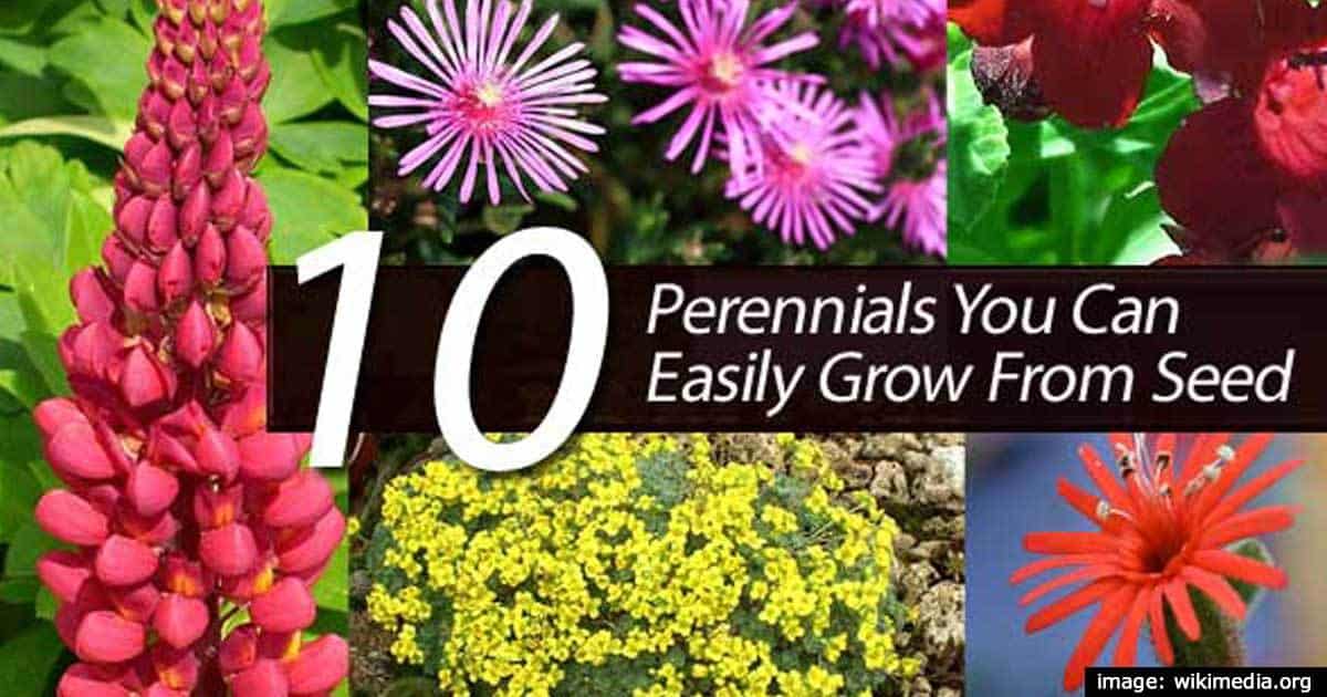 10 Perennials You Can Easily Grow From Seed