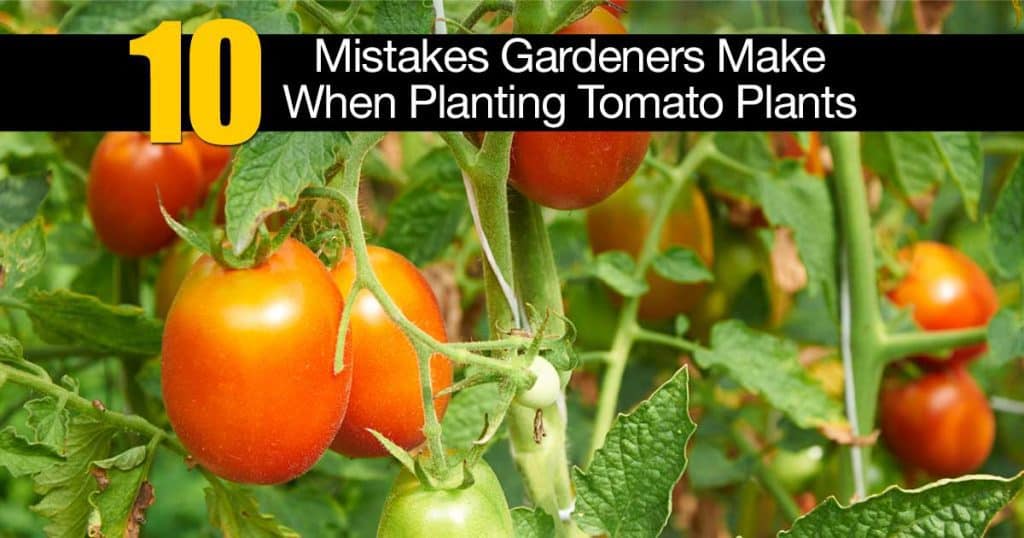 Tomato growing mistakes