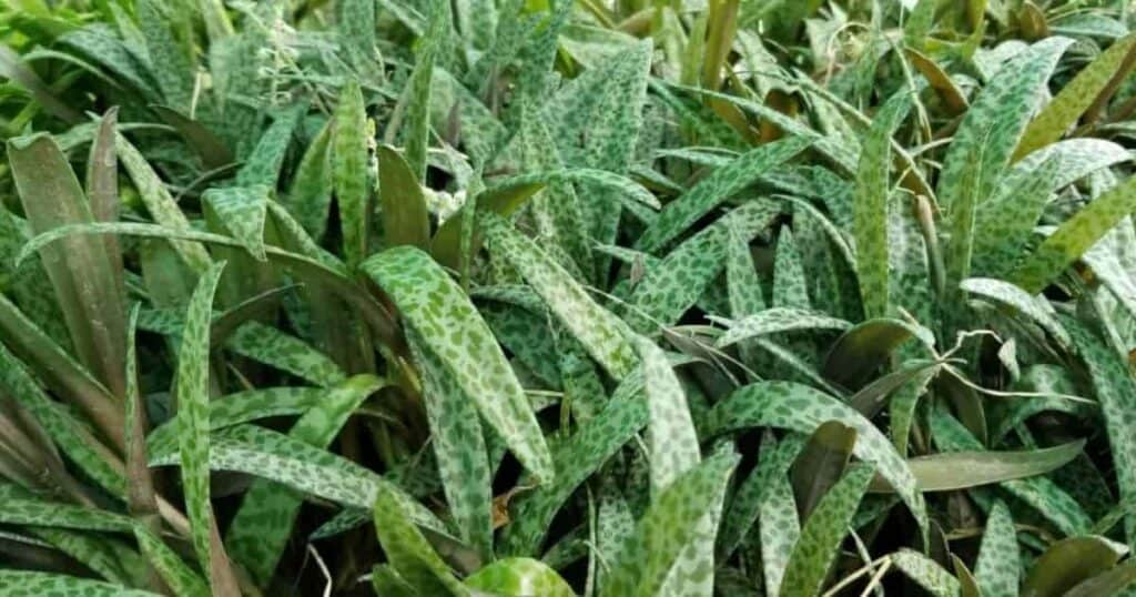 Silver Squill plant growing in a small pot, long, thin, silver-green leaves curling slightly at the tips.