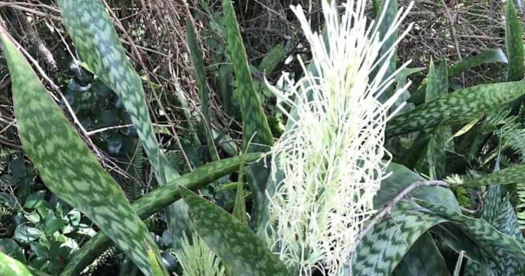 Snake plant flower bloom, a unique feature