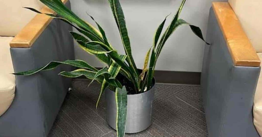 14+ Snake Plant Droopy ErzaSadman