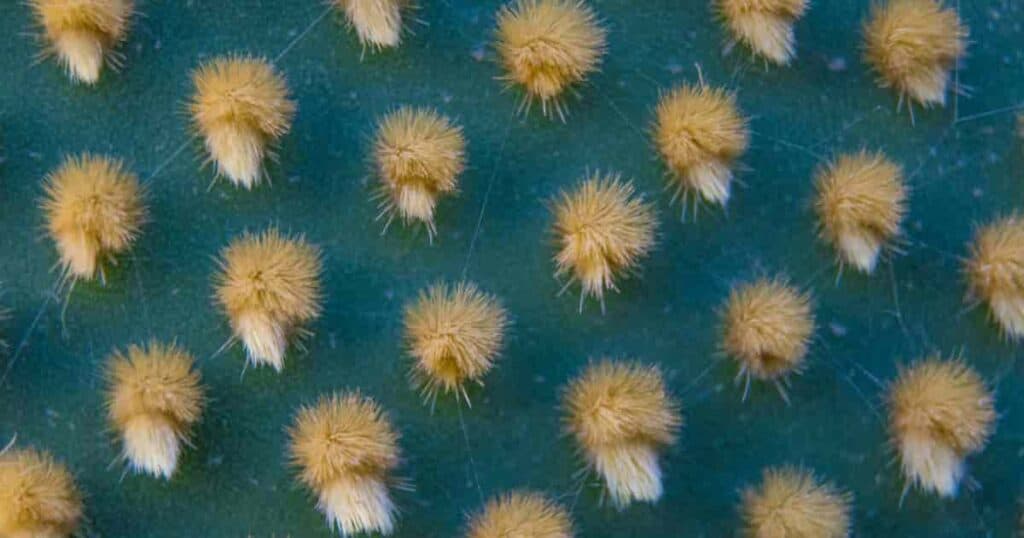 Close-up of a cactus pad covered in small, hair-like spines called glochids.