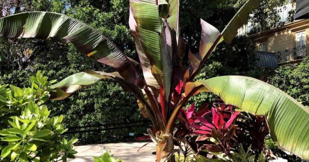 Large, lush green Ensete Maurelii plant with wide leaves and red veins commonly used as a decorative plant in gardens.