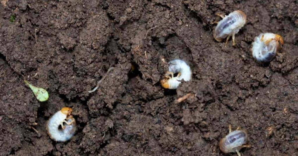 use GrubEx insecticide to kill lawn grubs