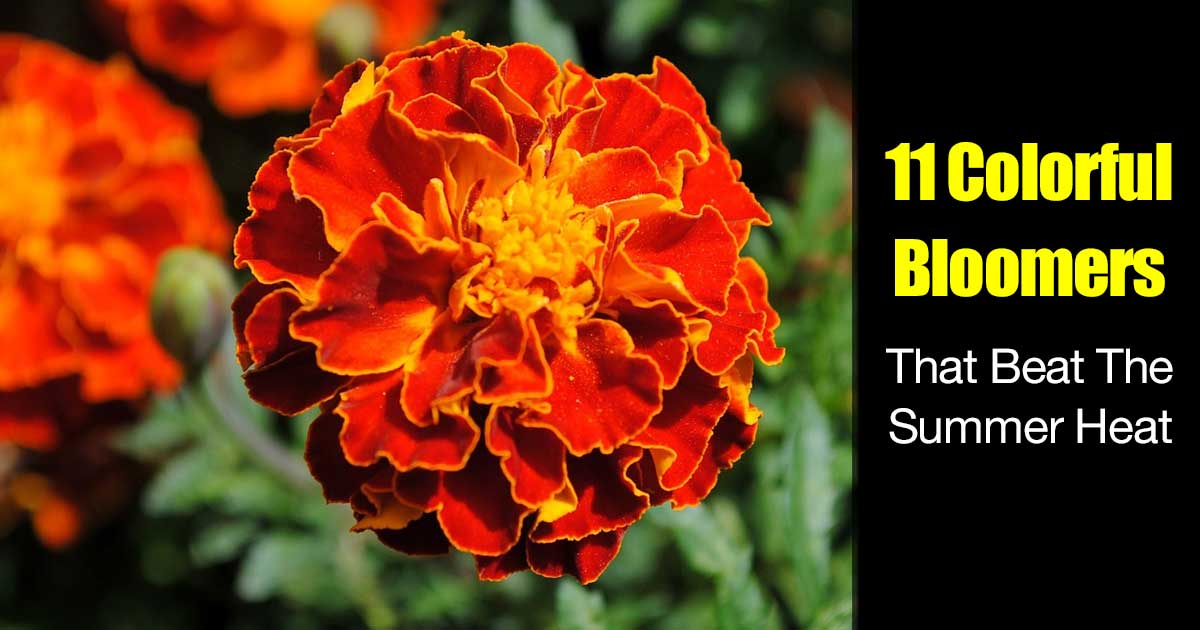 Colorful summer blooming plants