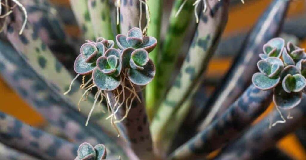 Mother of Thousands plant, featuring its distinctive little new plants starting on the leaf