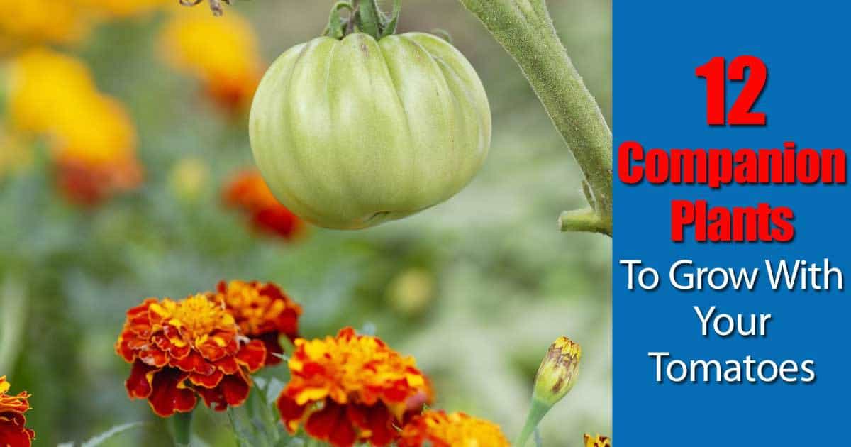 12 Companion Plants To Grow With Your Tomatoes Make House Cool