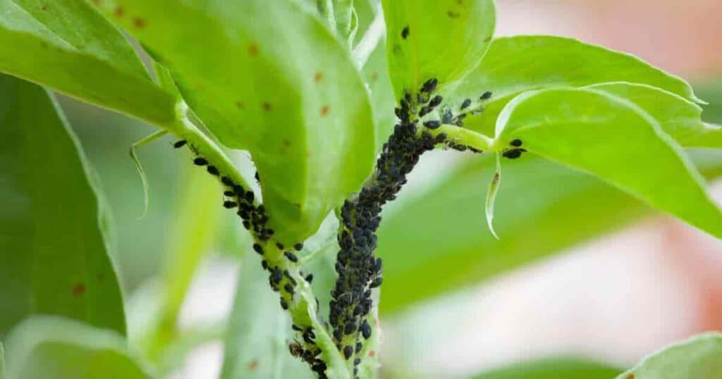 Clustered black aphids, green leaf.