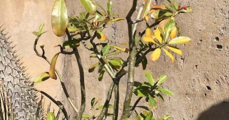7+ Reasons Why Your Desert Rose Leaves Turn Yellow