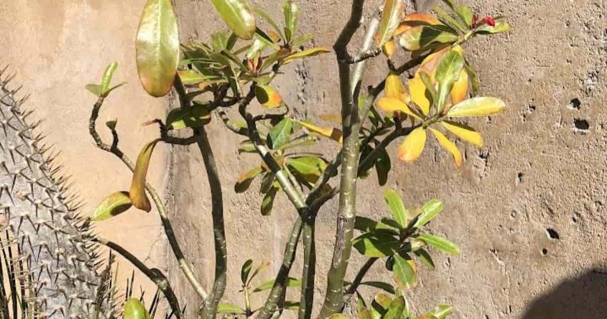7+ Reasons Why Your Desert Rose Leaves Turn Yellow