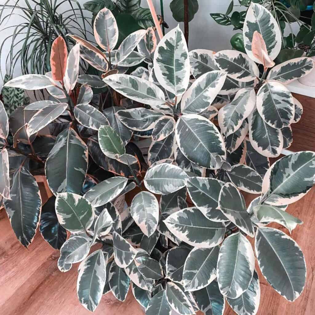 Ficus Tineke Rubber Plant Care Guide