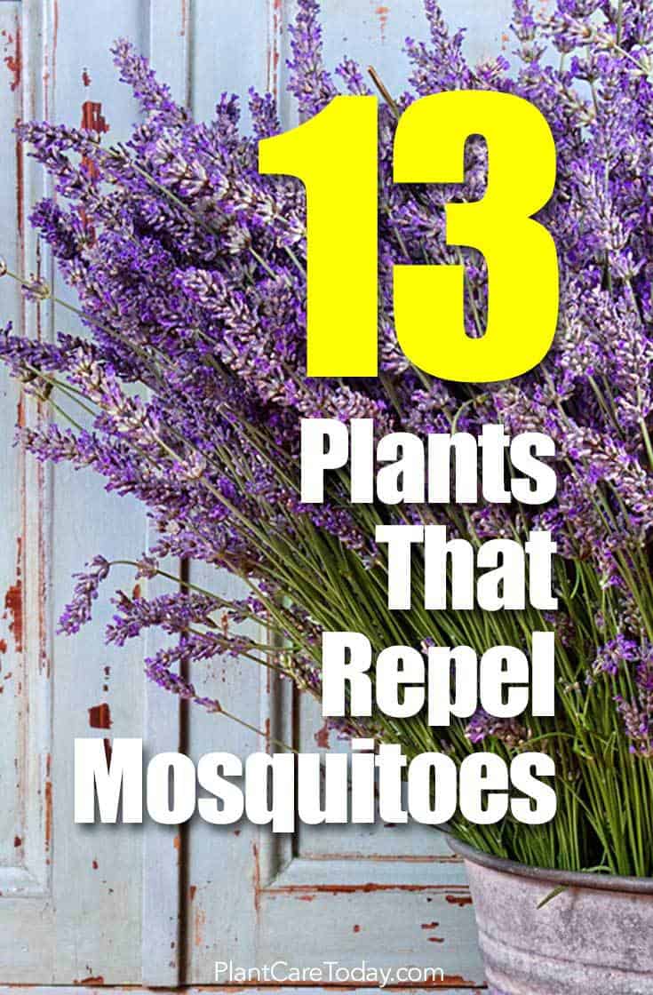 13 Plants That Repel Mosquitoes