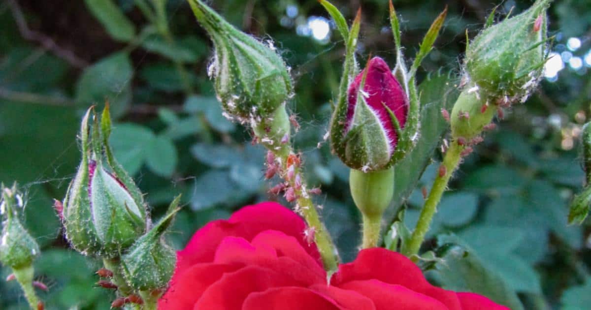 5 Reasons Not To Use A Natural Vinegar Aphid Spray on Roses
