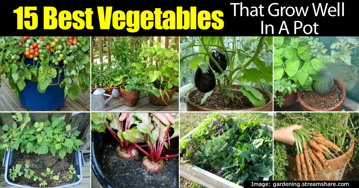 15 TOP Vegetables That Grow Well In A Container Or Pot