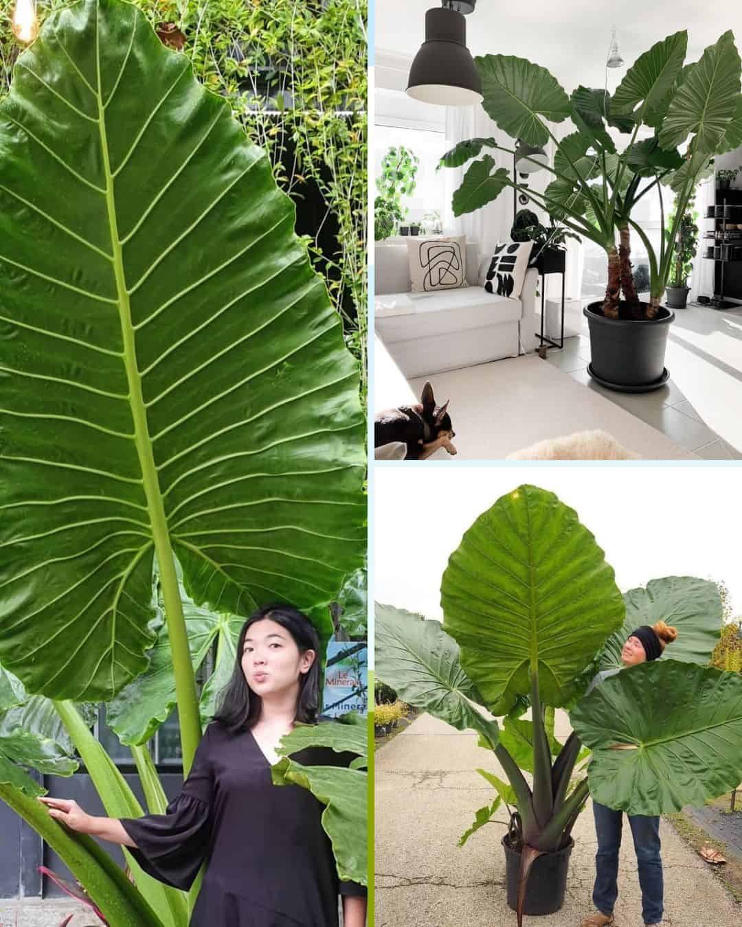 11 Tips for Growing GIANT Leaves on Elephant Ear Plants