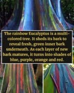 Rainbow Eucalyptus Nature's Spectacular Masterpiece