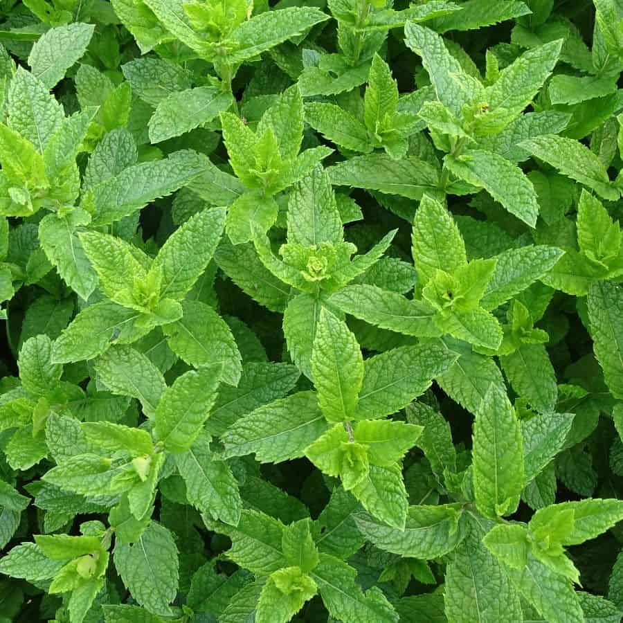 187204-ttlid-728-bug-fighting-plants-that-work-t1