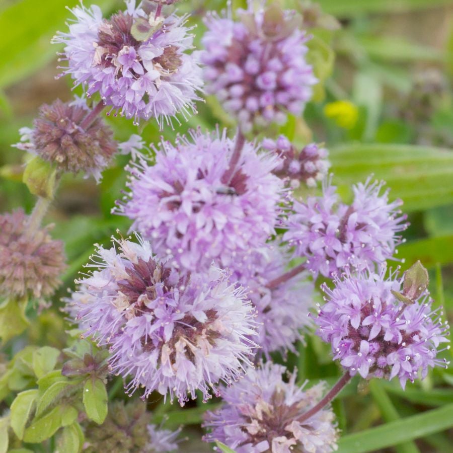 187204-ttlid-730-bug-fighting-plants-that-work-t1