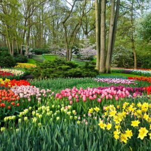 12 Summer Bloomers That Never Quit (Your Garden Will Thank You!)