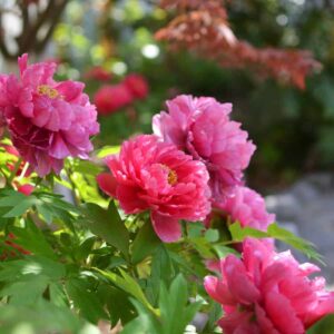 10 Peony Mistakes Even Expert Gardeners Make
