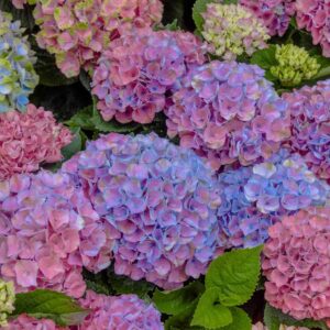 7 Hydrangea Fertilizing Mistakes That Kill Summer Blooms