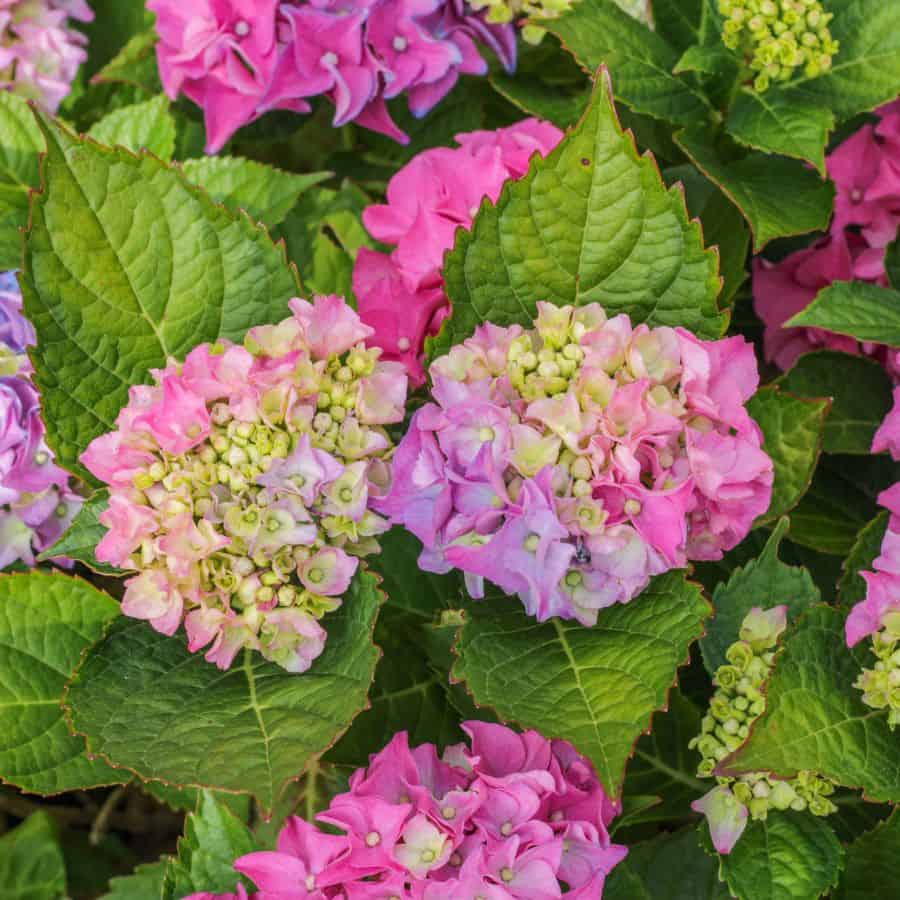 187319-ttlid-851-hydrangea-fertilizing-mistakes-t1