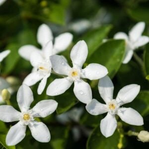 5 Suprising Health Benefits of Jasmine Plants Nobody Talks About