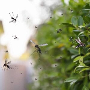 11 Genius Ways to Repel Mosquitoes (Number 6 Will Shock You)