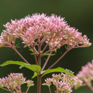 10 Shocking Reasons Joe Pye Weed Is a Hummingbird Magnet