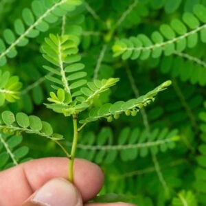 Stone Breaker Plant From Amazon Jungles to Modern Medicine Changing Everything
