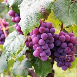 From Seed to Sip: 6 Steps to Grow Grapes in Containers (Anyone Can Do!)