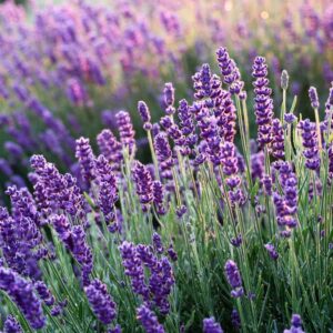 Is Your Lavender Struggling? This Tree-Training Method Changes Everything