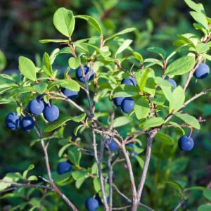 Blueberry Growing Secrets: 8 Steps the Garden Pros Don’t Share