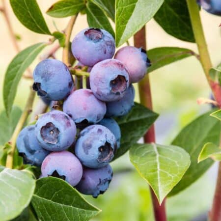 Blueberry Growing Secrets: 8 Steps the Garden Pros Don't Share