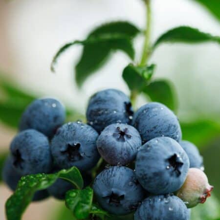 Blueberry Growing Secrets: 8 Steps the Garden Pros Don't Share