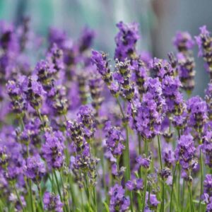 10 Plants That Are Secretly Killing Your Lavender (And What to Plant Instead)
