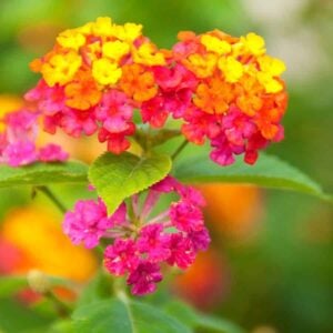 Nature’s Mosquito Force Field: Why Lantanas Are Your Summer Savior