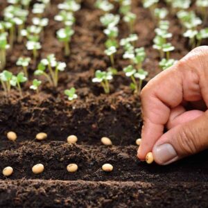 12 Seeds That Need Your Fridge (Not Your Garden!) To Actually Grow