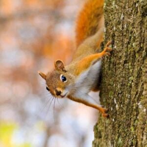 10 Plants That Make Squirrels Pack Their Bags (Without Breaking a Sweat!)