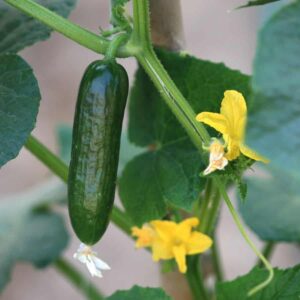 The Secret Cucumber Playbook: 10 Transformative Tricks for Epic Harvests