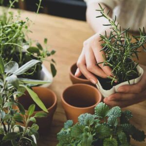 15 Herbs You Can Grow Indoors That Will Make Your Grocery Store Cry