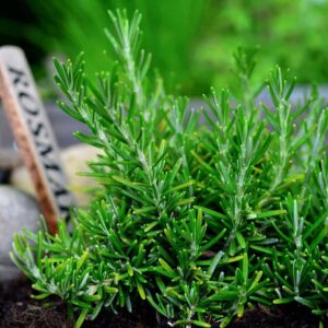 The Miracle Herb in Your Kitchen: 10 Reasons to Never Toss Rosemary