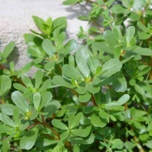 The Secret Medicine Growing Between Your Sidewalk Cracks