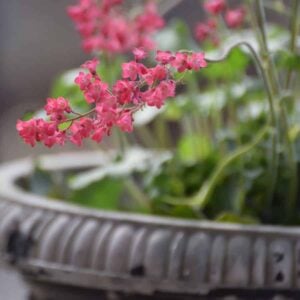Plant Once, Enjoy Forever: 16 Perennials That Thrive in Containers