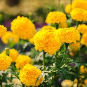 6 Marigold Varieties That Are Secretly Sabotaging Your Garden