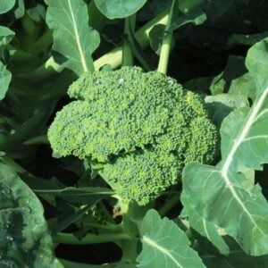 From Seed to Superfood: Why Your Balcony Needs Broccoli RIGHT NOW