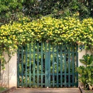 The Secret Fence Hack: How 12 Flowering Vines Create Instant Privacy