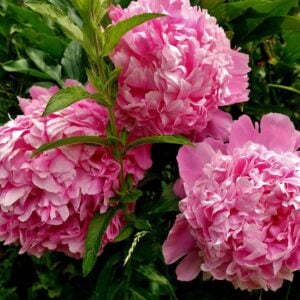 Help! My Peonies Won’t Bloom! – 7 Solutions Garden Centers Don’t Share