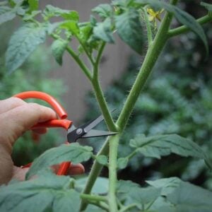 The Secret Pruning Hack That Transforms Tomato Plants (Gardeners #3 Works!)