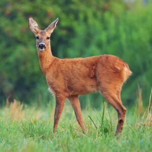 The $5 DIY Deer Repellent That Saved My Garden (And My Sanity)